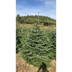 ARBRES DE NADAL TALLATS