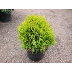 THUJA OCCIDENTALIS MIRJAM