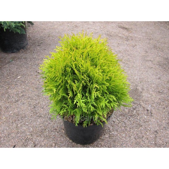 THUJA OCCIDENTALIS MIRJAM
