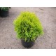 THUJA OCCIDENTALIS MIRJAM