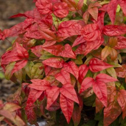 NANDINA DOMESTICA FIRE POWER