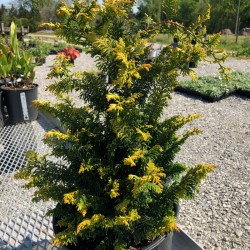 CHAMAECYPARIS OBTUSA TETRAGONA AUREA