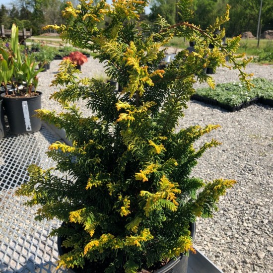 CHAMAECYPARIS OBTUSA TETRAGONA AUREA