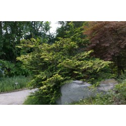 CHAMAECYPARIS OBTUSA TETRAGONA AUREA