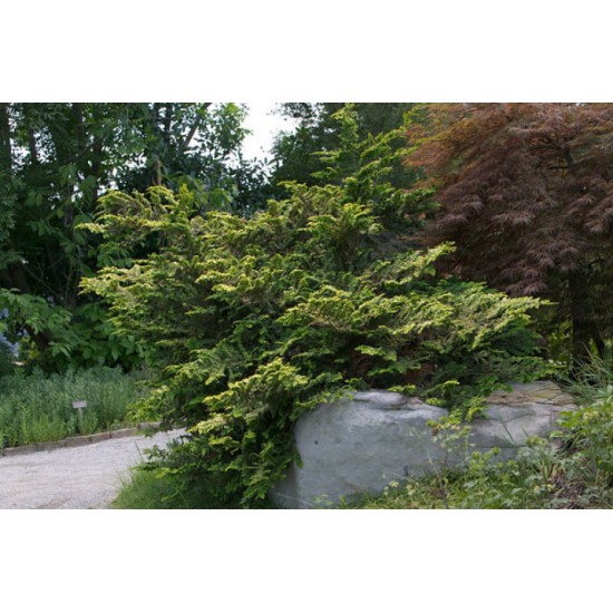 CHAMAECYPARIS OBTUSA TETRAGONA AUREA