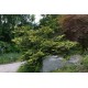 CHAMAECYPARIS OBTUSA TETRAGONA AUREA