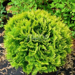 THUJA OCCIDENTALIS MIRJAM