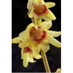 CHIMONANTHUS PRAECOX GRANDIFLORUS
