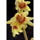 CHIMONANTHUS PRAECOX GRANDIFLORUS