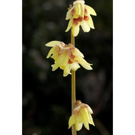CHIMONANTHUS PRAECOX GRANDIFLORUS