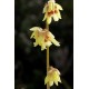 CHIMONANTHUS PRAECOX GRANDIFLORUS