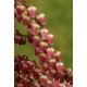 PIERIS JAPONICA VALLEY VALENTINE