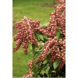 PIERIS JAPONICA VALLEY VALENTINE