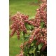 PIERIS JAPONICA VALLEY VALENTINE