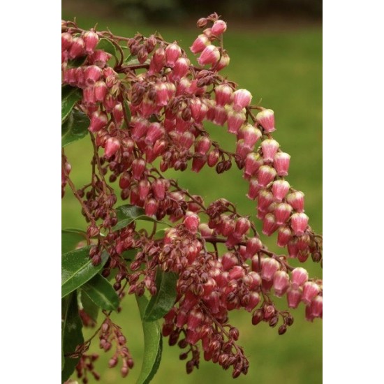 PIERIS JAPONICA VALLEY VALENTINE