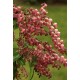 PIERIS JAPONICA VALLEY VALENTINE