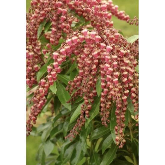 PIERIS JAPONICA VALLEY VALENTINE