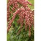 PIERIS JAPONICA VALLEY VALENTINE