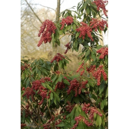 PIERIS JAPONICA VALLEY VALENTINE