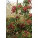 PIERIS JAPONICA VALLEY VALENTINE