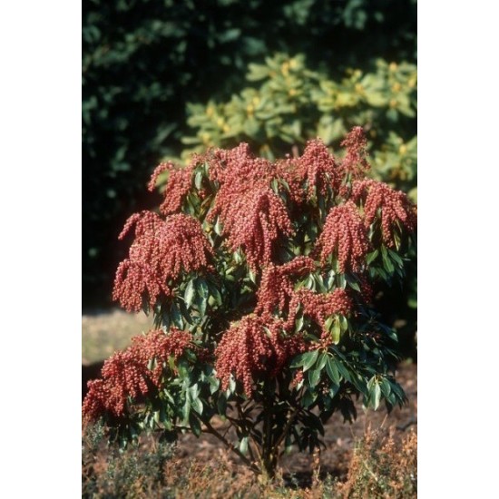 PIERIS JAPONICA VALLEY VALENTINE