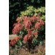 PIERIS JAPONICA VALLEY VALENTINE