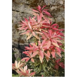 PIERIS FLAMING SILVER