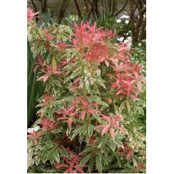 PIERIS FLAMING SILVER
