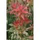 PIERIS FLAMING SILVER
