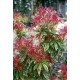 PIERIS FLAMING SILVER