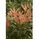 PIERIS FLAMING SILVER