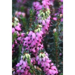 ERICA DARLEYENSIS WINTERBELLES PHOEBE