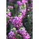ERICA DARLEYENSIS WINTERBELLES PHOEBE