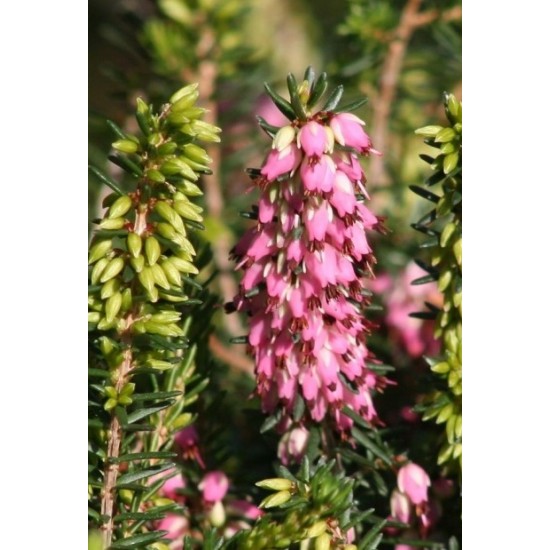 ERICA DARLEYENSIS WINTERBELLES PHOEBE