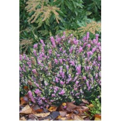 ERICA DARLEYENSIS WINTERBELLES PHOEBE