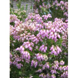 ERICA TERMINALIS