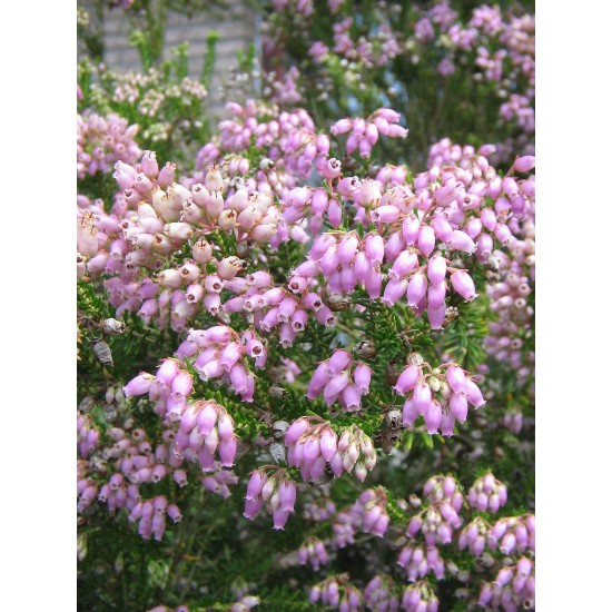 ERICA TERMINALIS