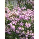 ERICA TERMINALIS