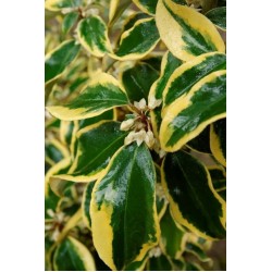 ELAEAGNUS EBBINGEI GILT EDGE