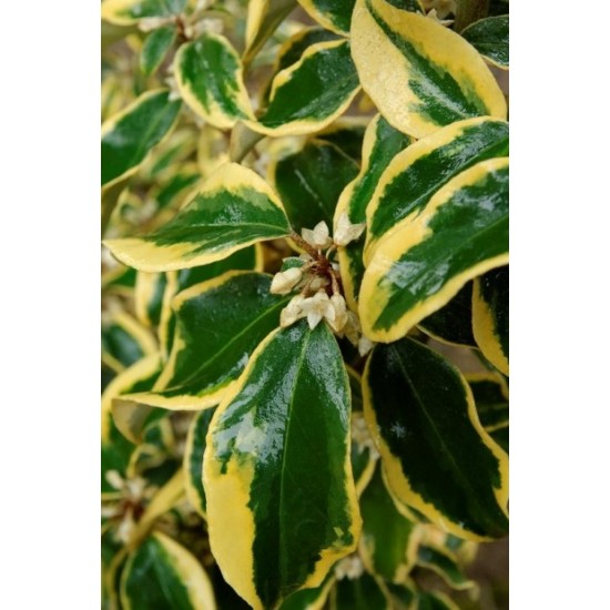 ELAEAGNUS EBBINGEI GILT EDGE