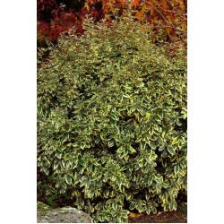 ELAEAGNUS EBBINGEI GILT EDGE