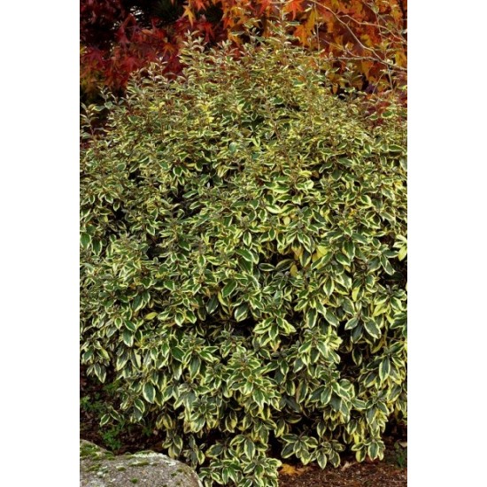ELAEAGNUS EBBINGEI GILT EDGE