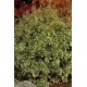 ELAEAGNUS EBBINGEI GILT EDGE