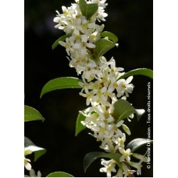OSMANTHUS BURKWOODII