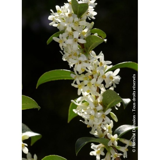 OSMANTHUS BURKWOODII