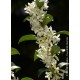 OSMANTHUS BURKWOODII