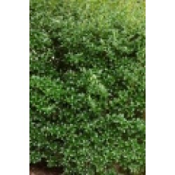 OSMANTHUS BURKWOODII
