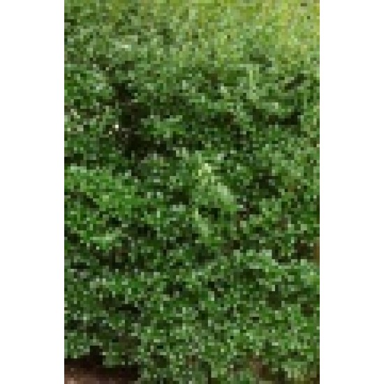 OSMANTHUS BURKWOODII