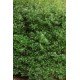 OSMANTHUS BURKWOODII