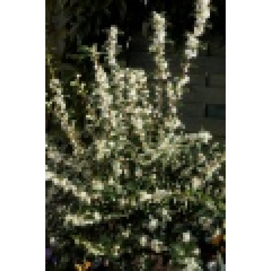 OSMANTHUS BURKWOODII